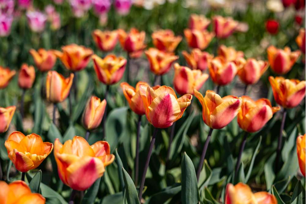 Tulpan 'Apricot Foxx'